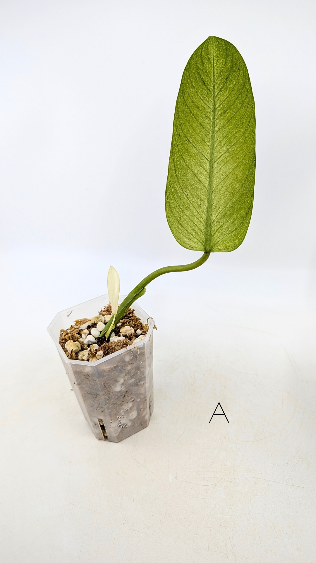 Philodendron Whipple Way — The Leaf Gallery Philodendron Whipple Way — The Leaf Gallery